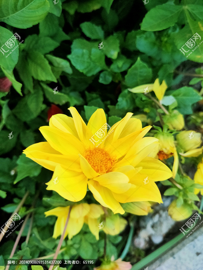 大丽花