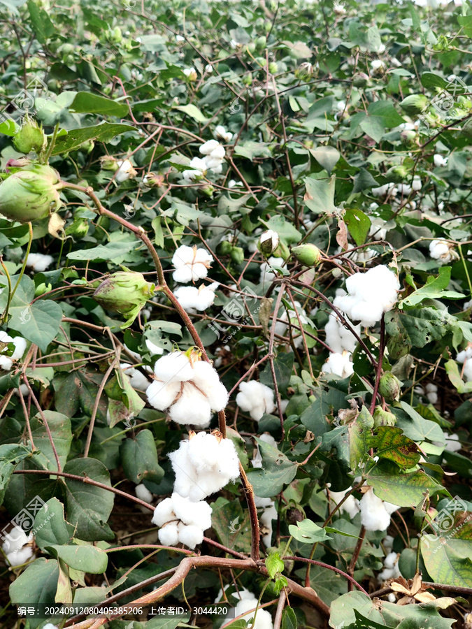 棉花树