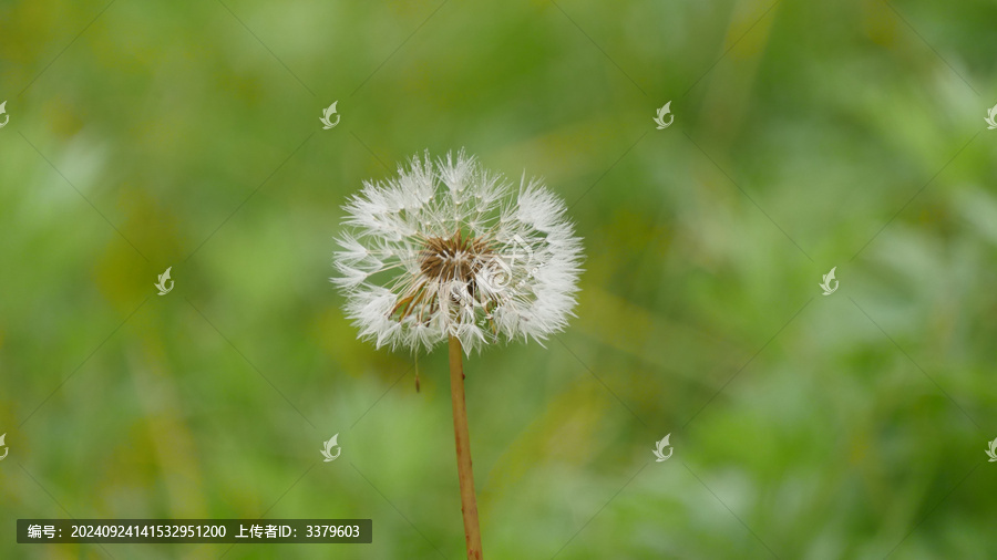 蒲公英花
