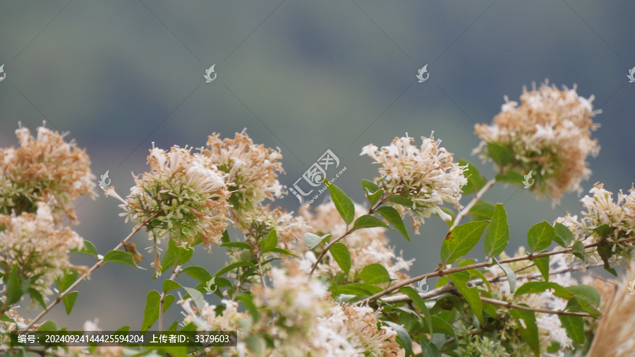 糯米条花