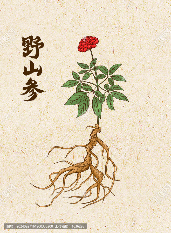 野山参插画