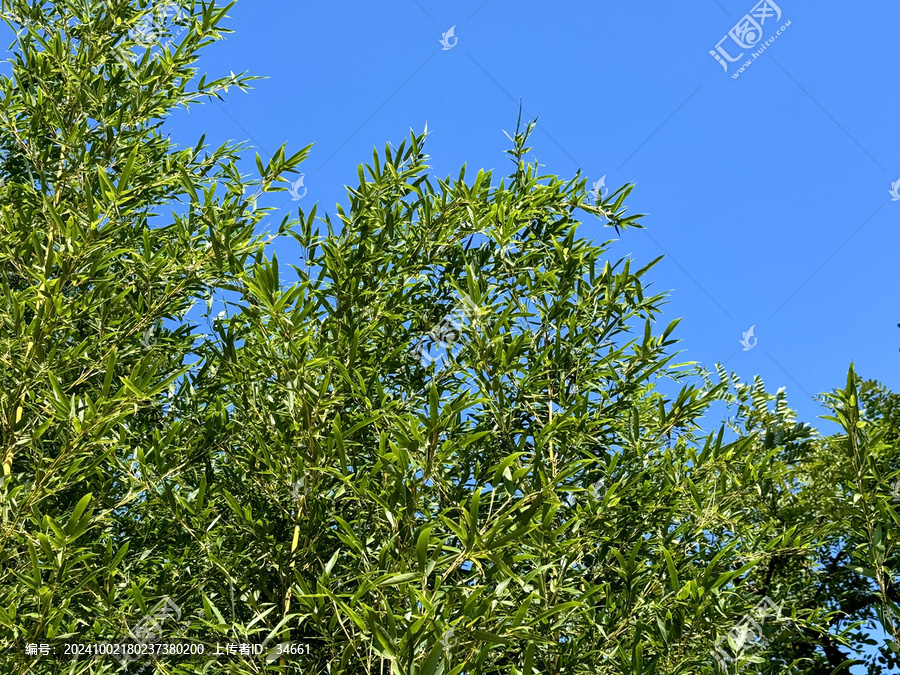 绿色植物新鲜竹子叶子