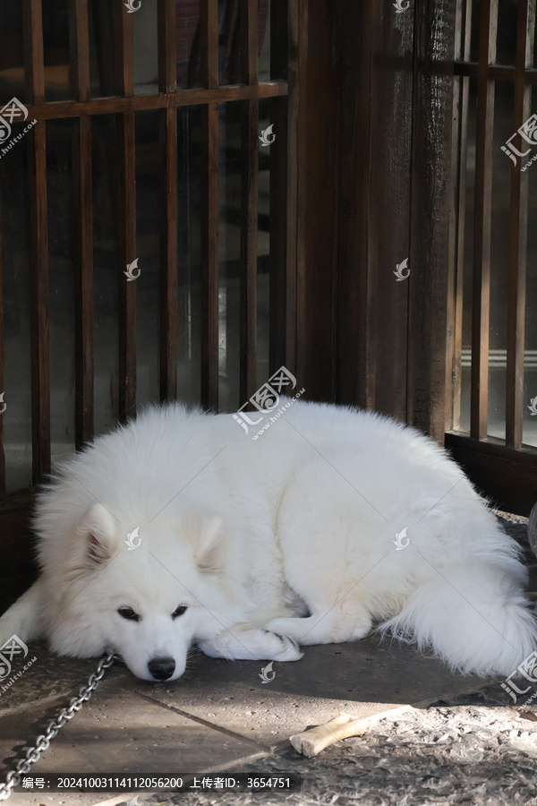 狗
