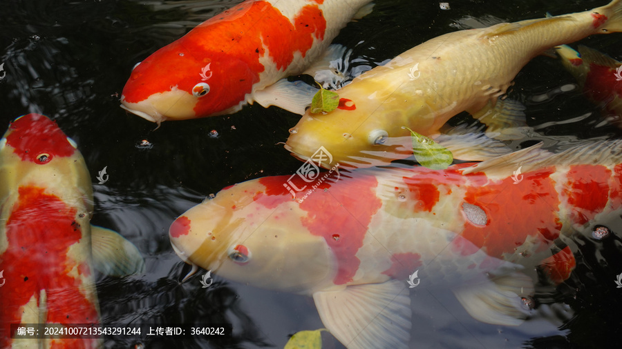 锦鲤