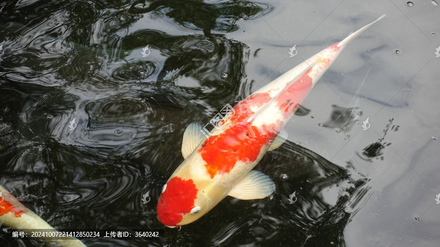 观赏鱼