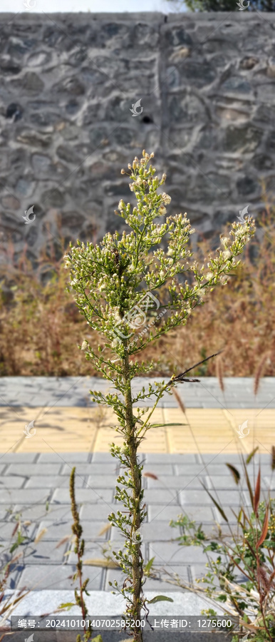 野草
