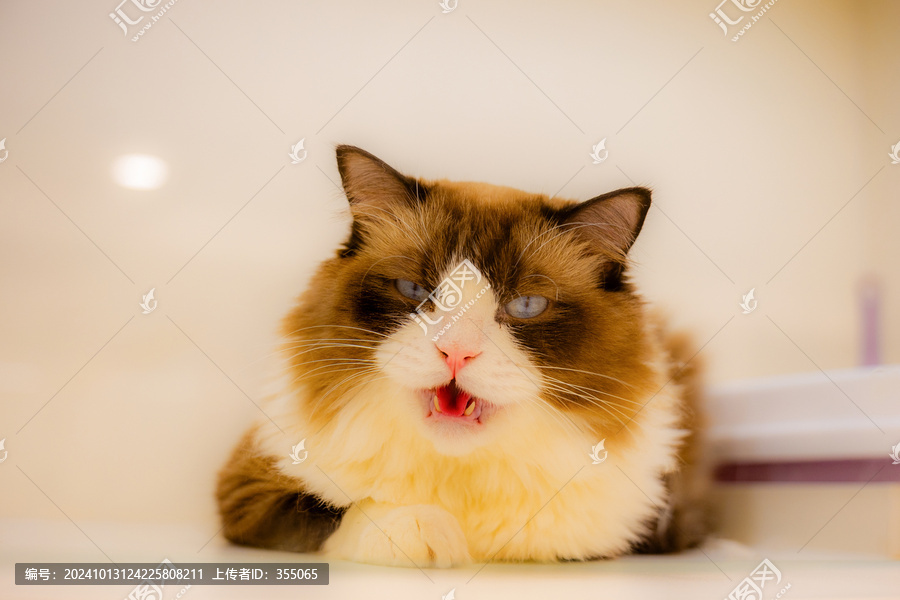 猫