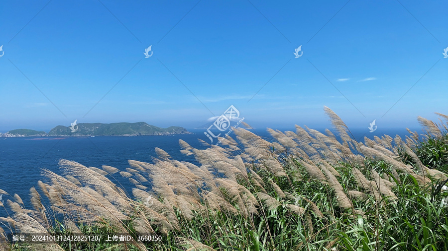 海岛芦苇