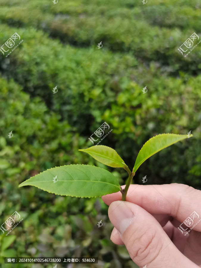 茶叶与茶园