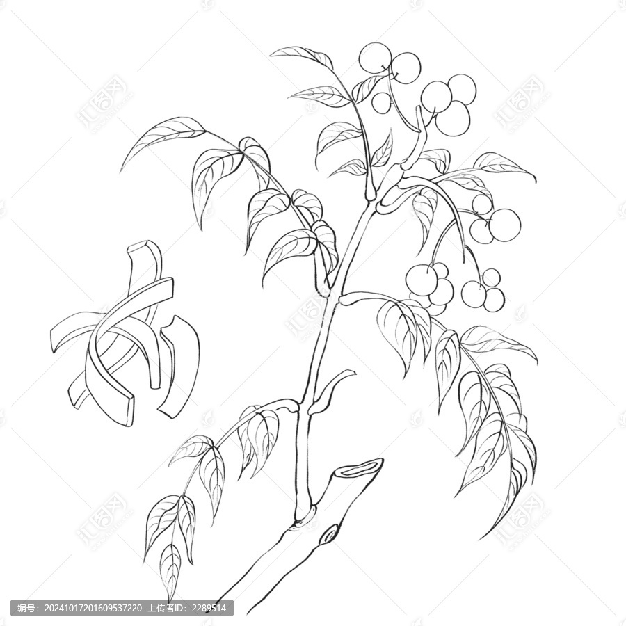 黄柏线稿水彩插画手绘中药材