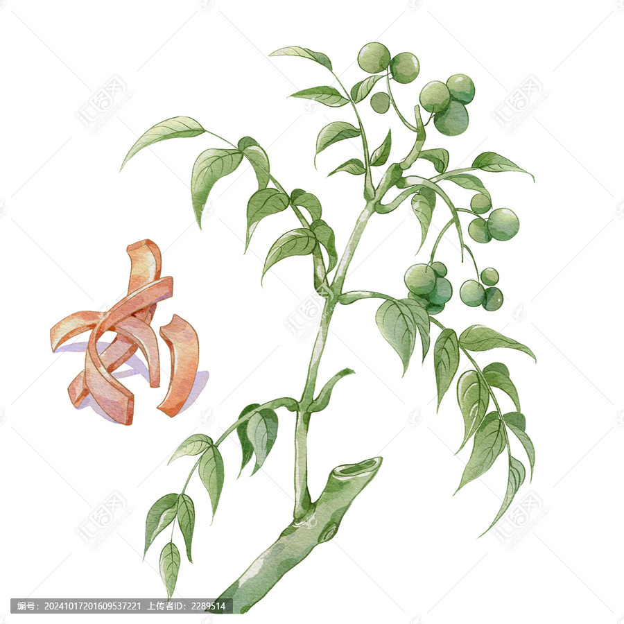 黄柏水彩插画手绘中药材