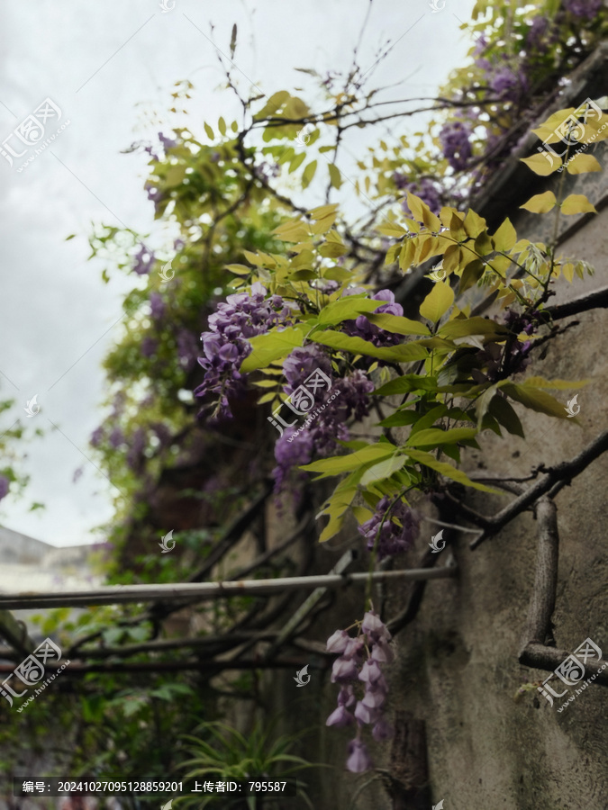 紫荆花1