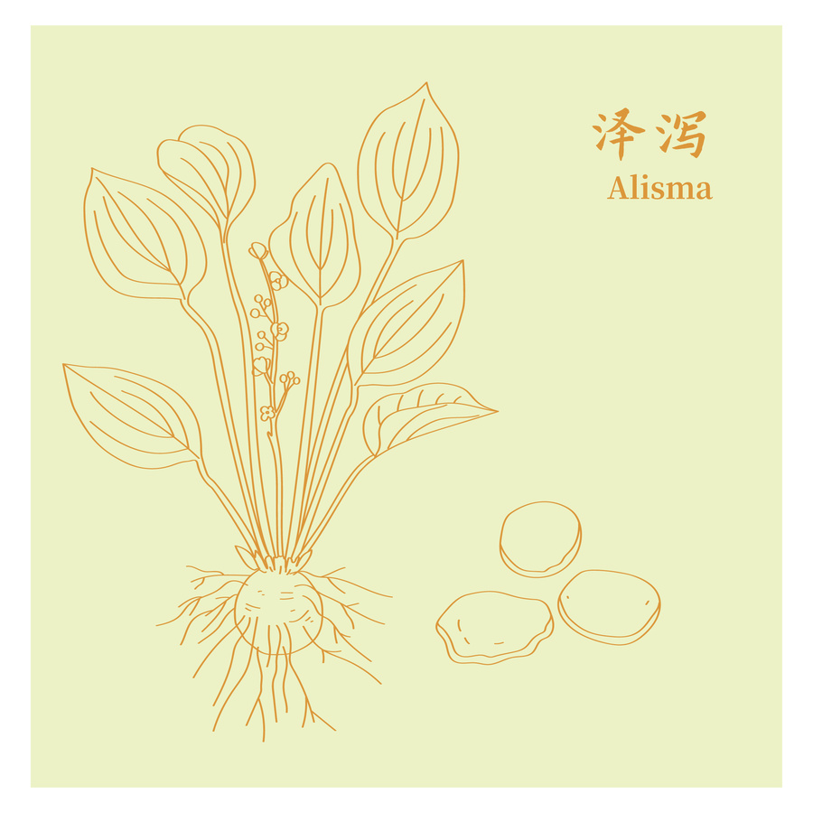 泽泻