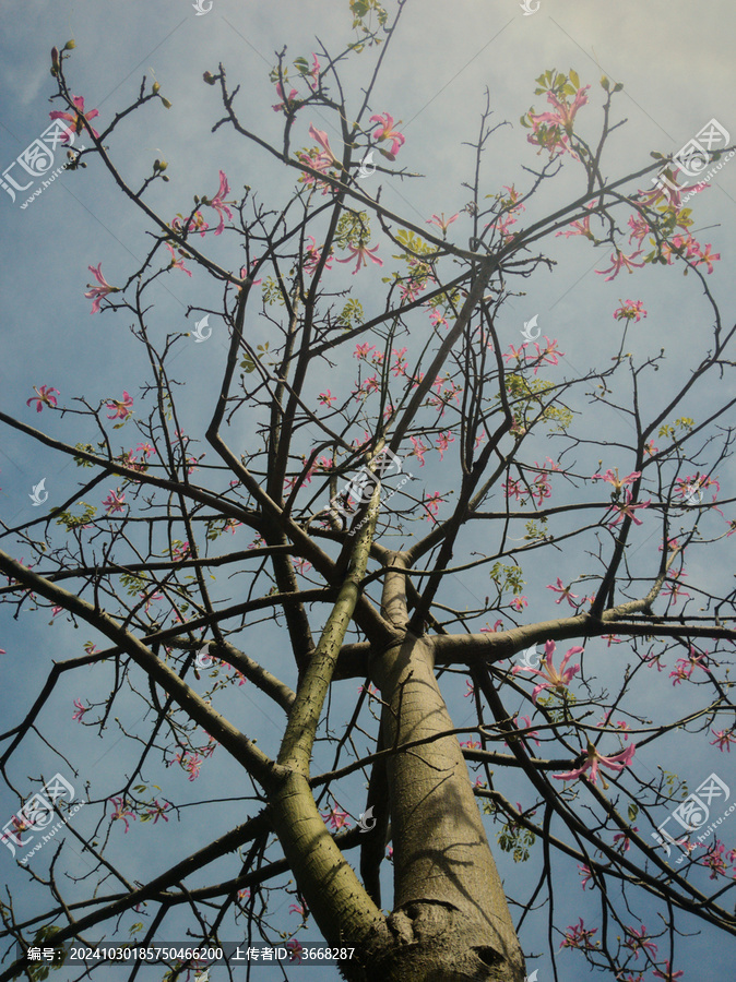 仰拍树