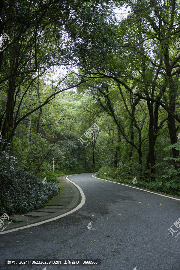 森林氧吧林荫小道