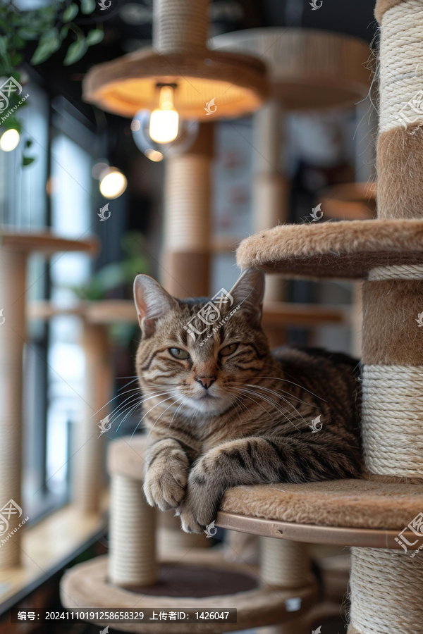 姜黄色猫咪懒洋洋地躺在猫爬架上