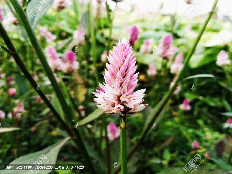 青葙花