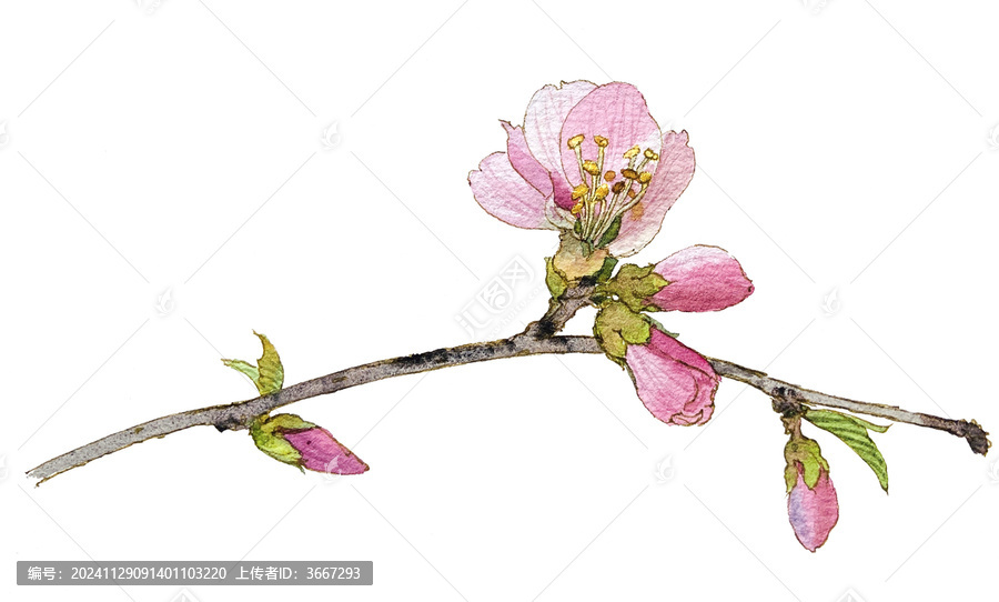 手绘水彩花卉桃花