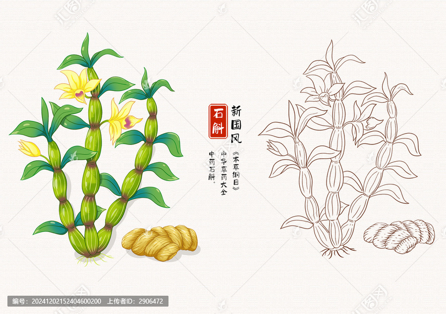 石斛草药插画