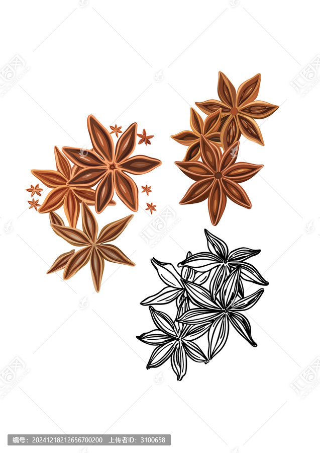 八角香料矢量插画