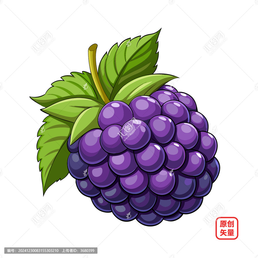 矢量插画水果美味新鲜黑莓