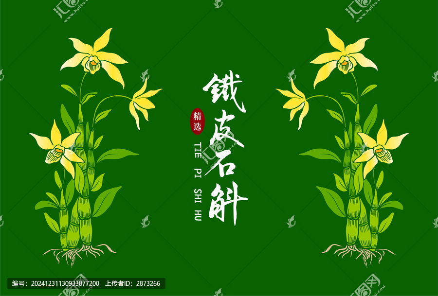 铁皮石斛插画
