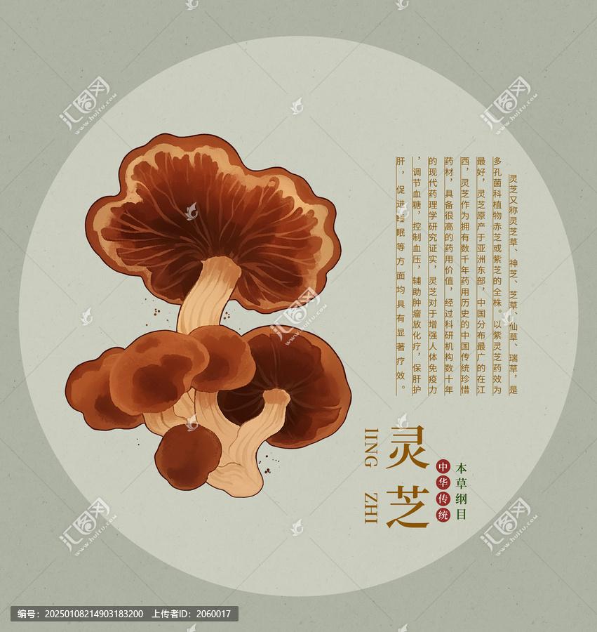 灵芝手绘插画中草药