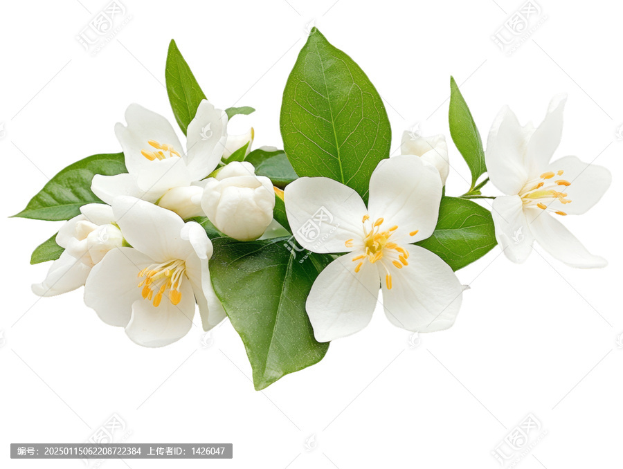 [免抠素材]清新淡雅的茉莉花束