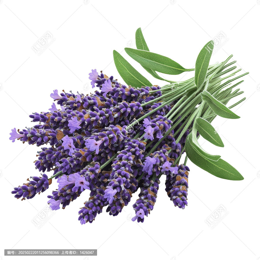 [免抠素材]纯净薰衣草花束