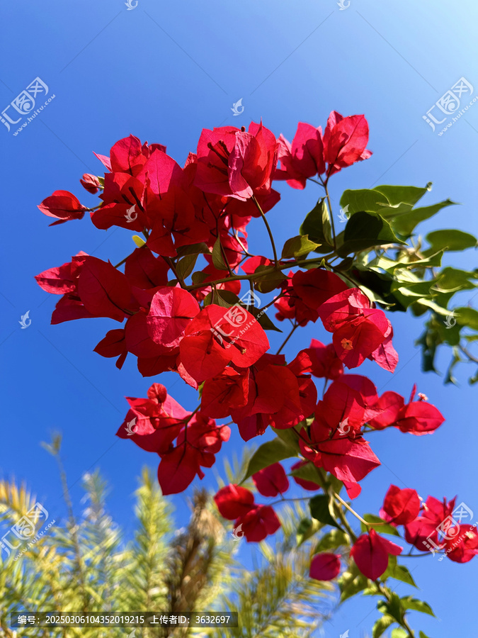 三角梅三角花