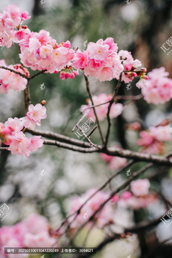 春天赏樱花