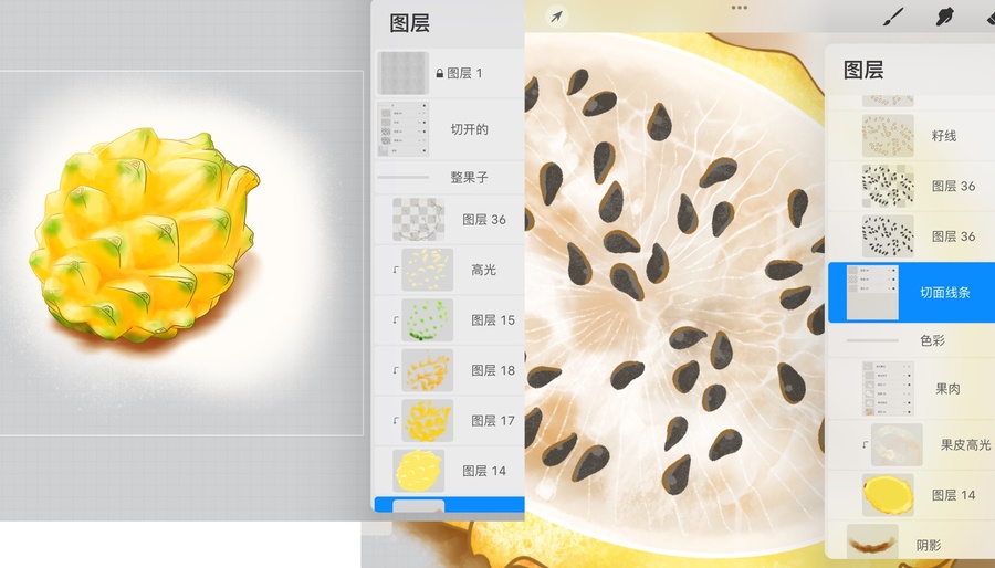 手绘燕窝果黄金白心火龙果