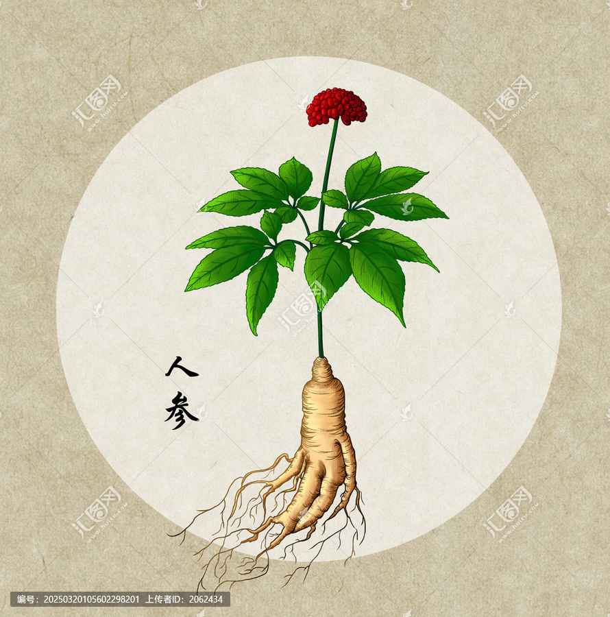 中草药人参