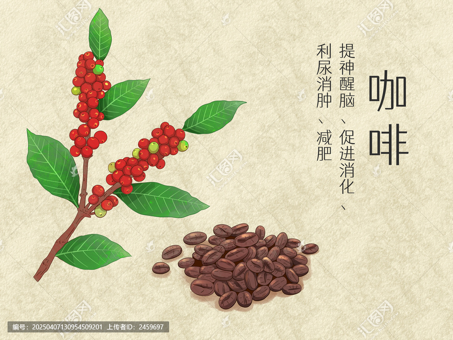手绘水彩中药药材咖啡插画