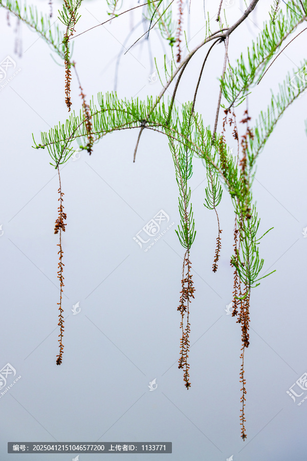 落羽杉