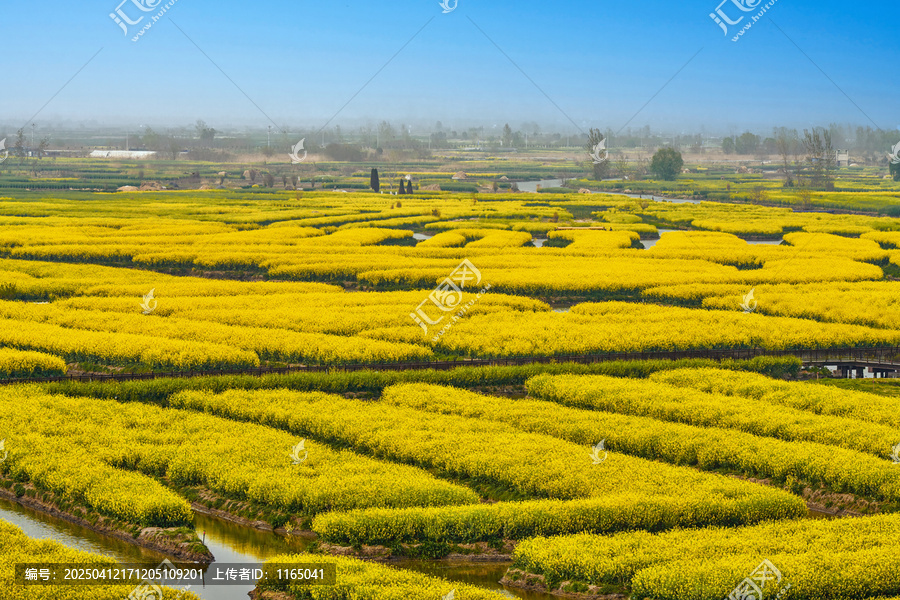 油菜花海