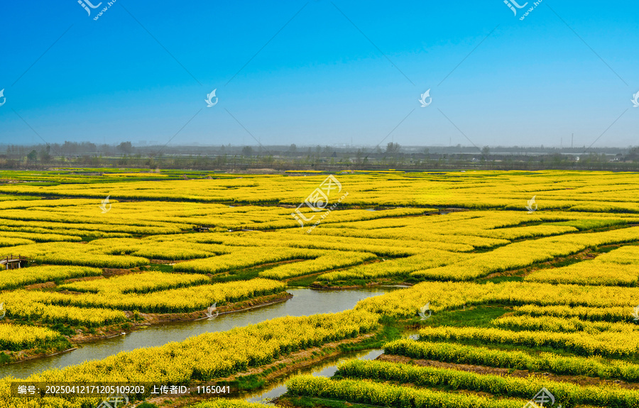 油菜花海