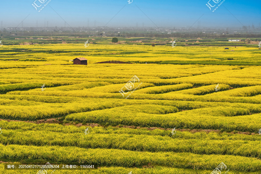 水上油菜花