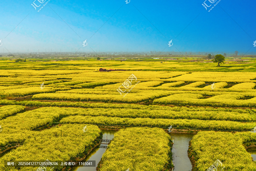 水乡油菜花海