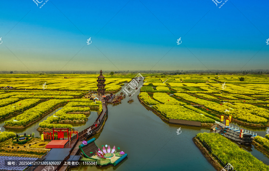 兴化千垛油菜花景区