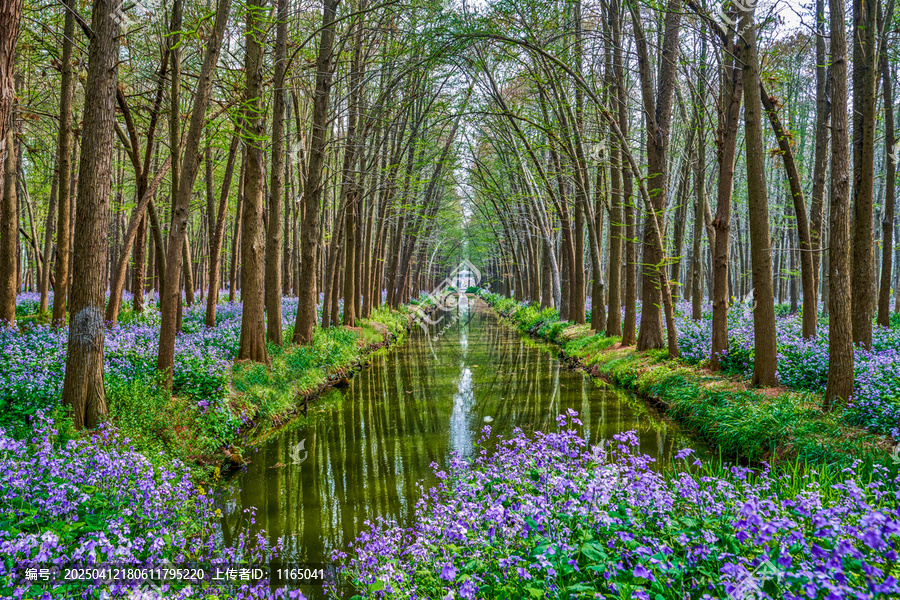 水上林荫隧道