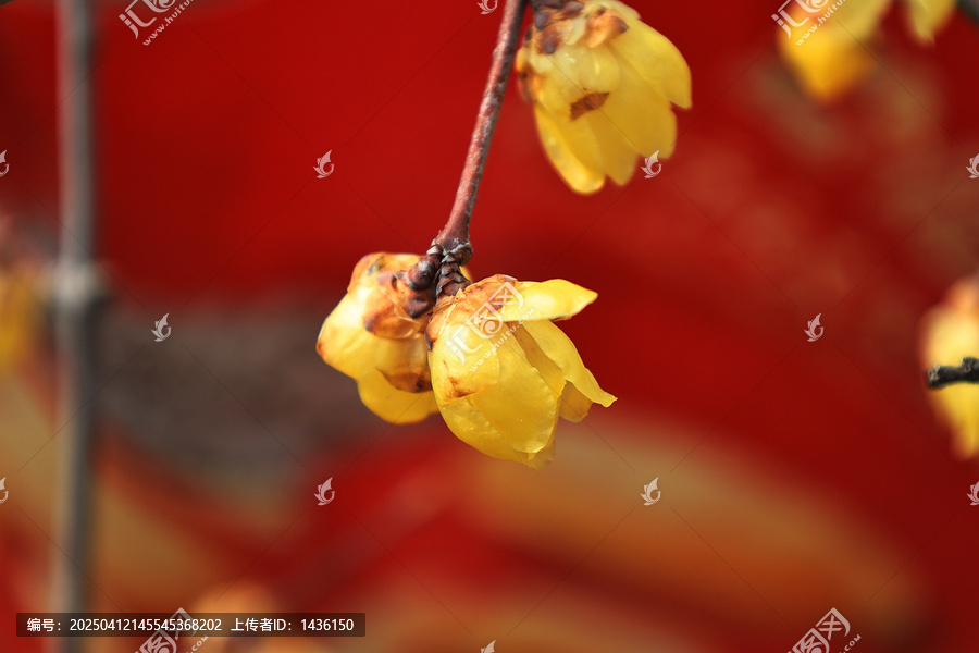 黄色腊梅盛开