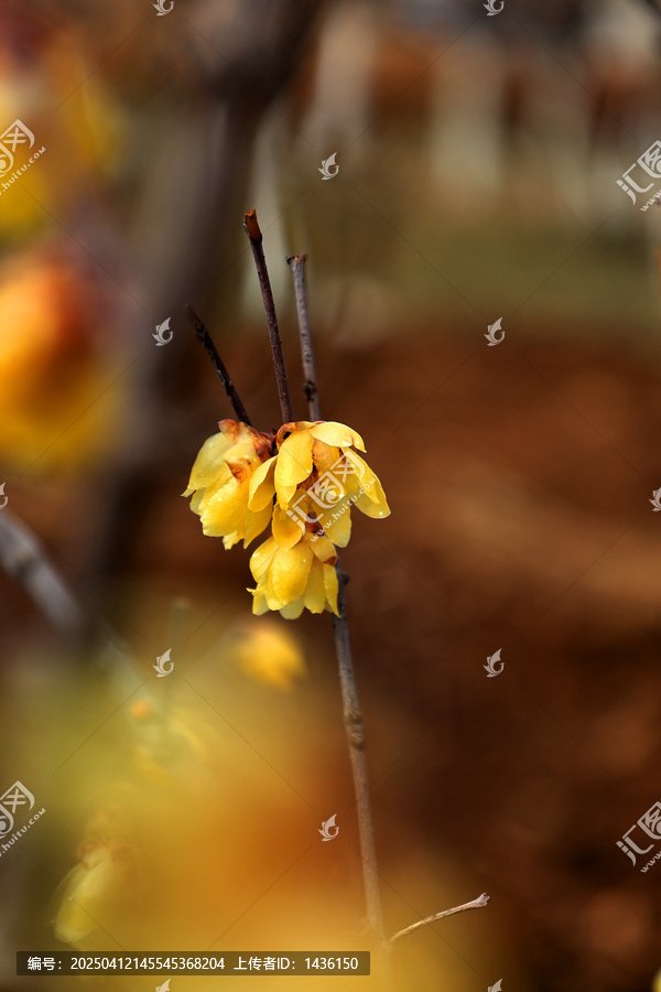 腊梅园花开