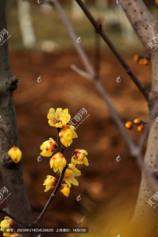 梅花盛开