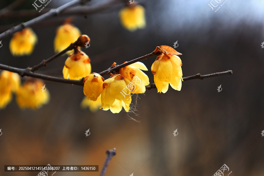 蜡梅花开