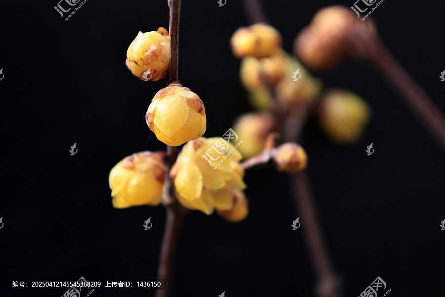 盛开的腊梅花