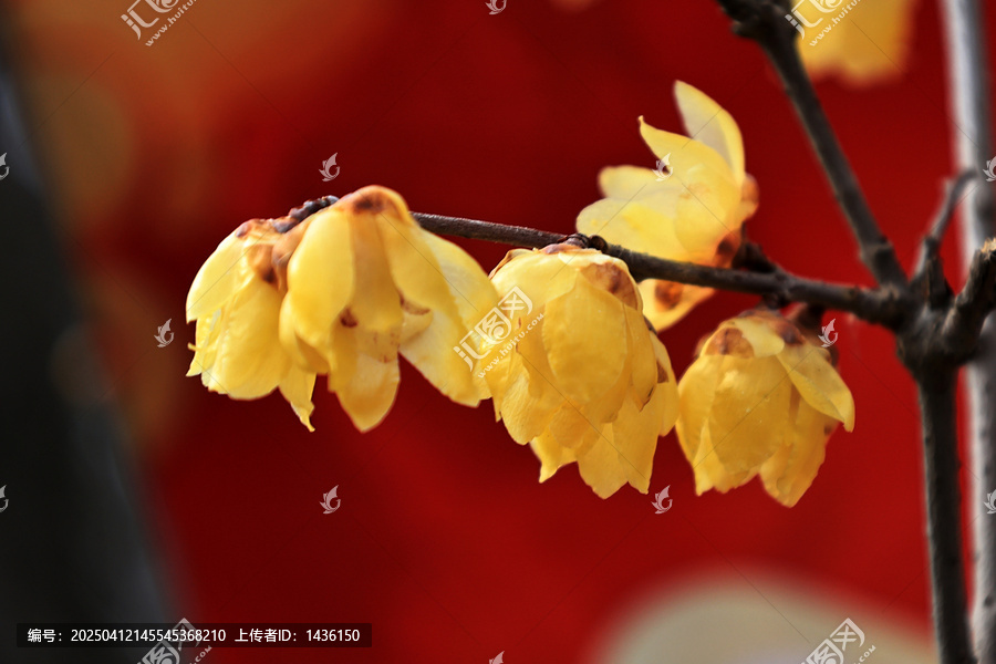 黄色腊梅花