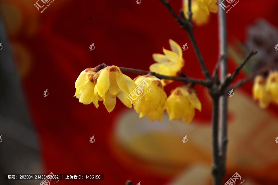 蜡梅花开