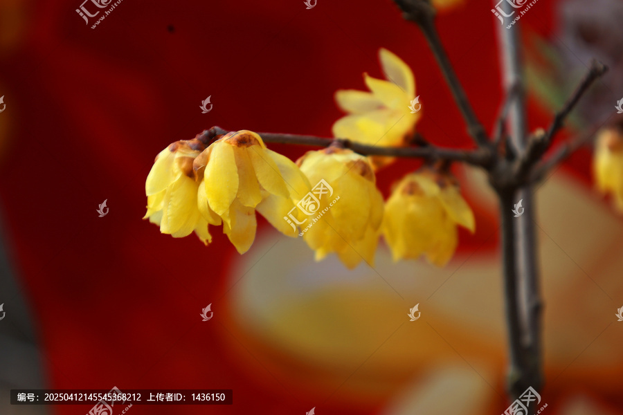 黄色腊梅花