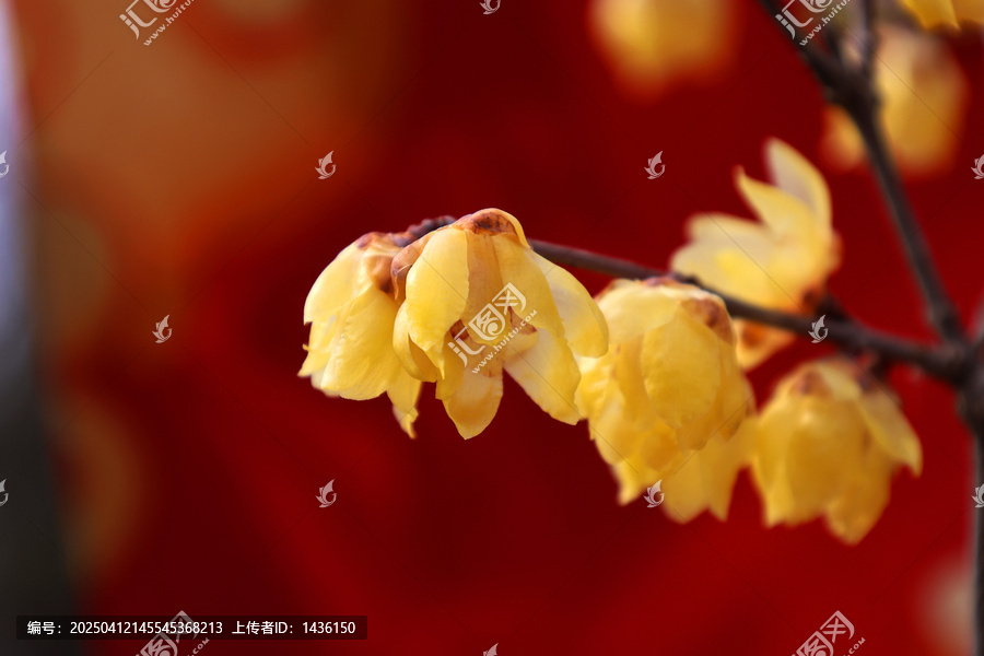 冬天的腊梅花